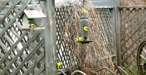 Goldfinches at the Feeder