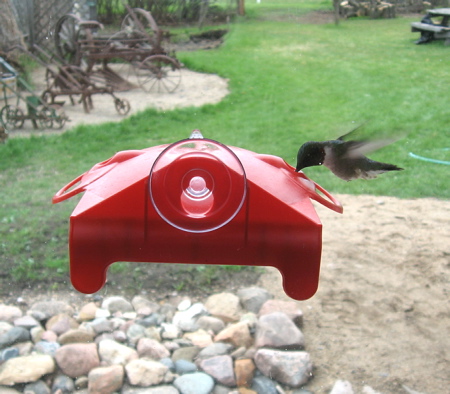 Hummingbird at Feeder